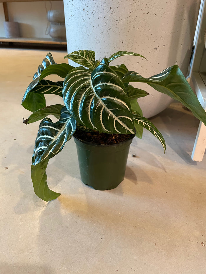 Zebra Plant