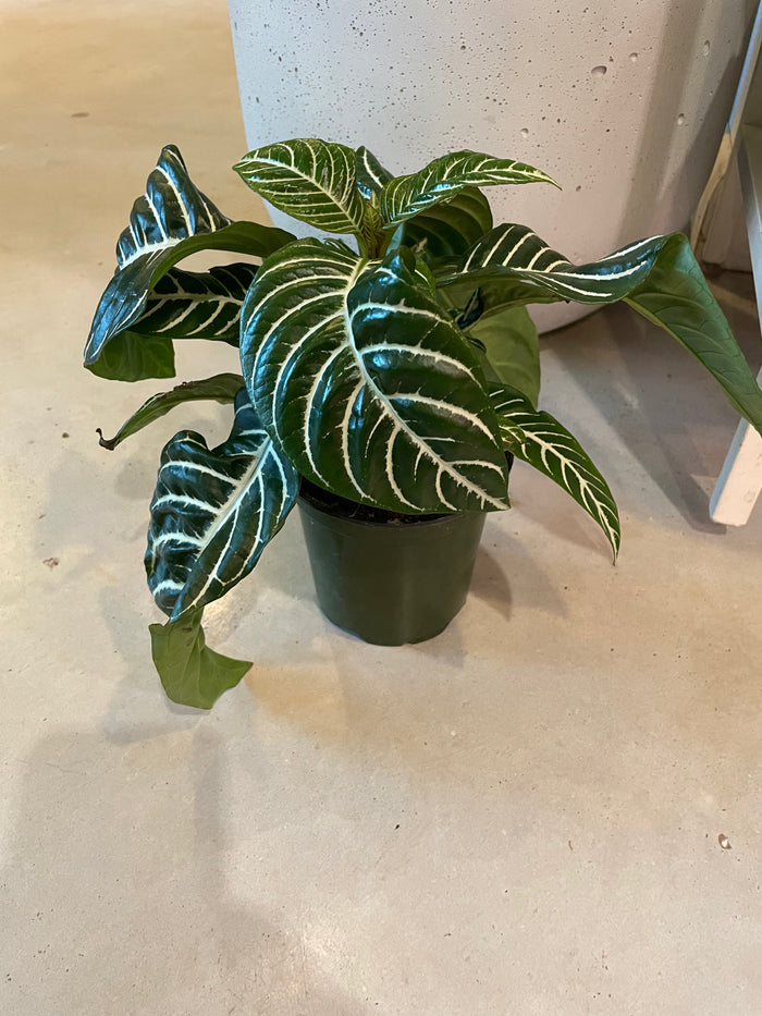 Zebra Plant