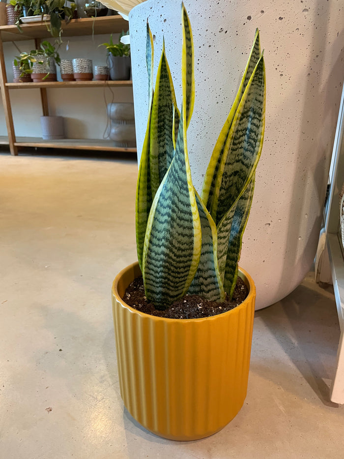 Snake Plant in Mustard Planter