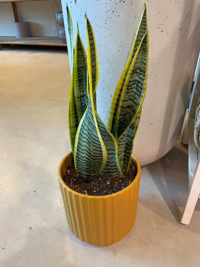 Snake Plant in Mustard Planter