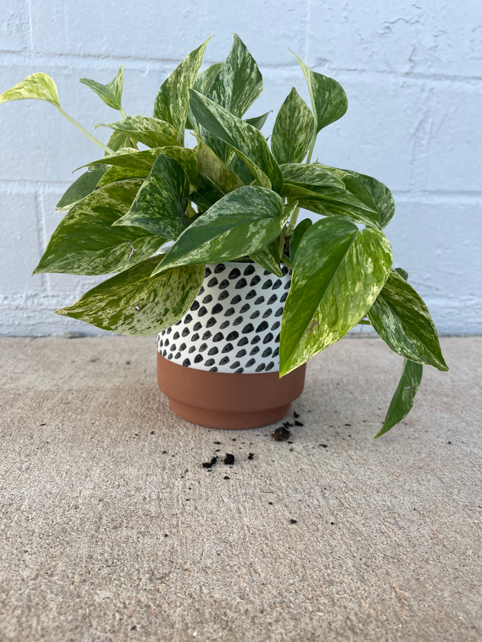 Marble Pothos in Brush Planter