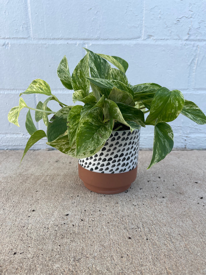 Marble Pothos in Brush Planter
