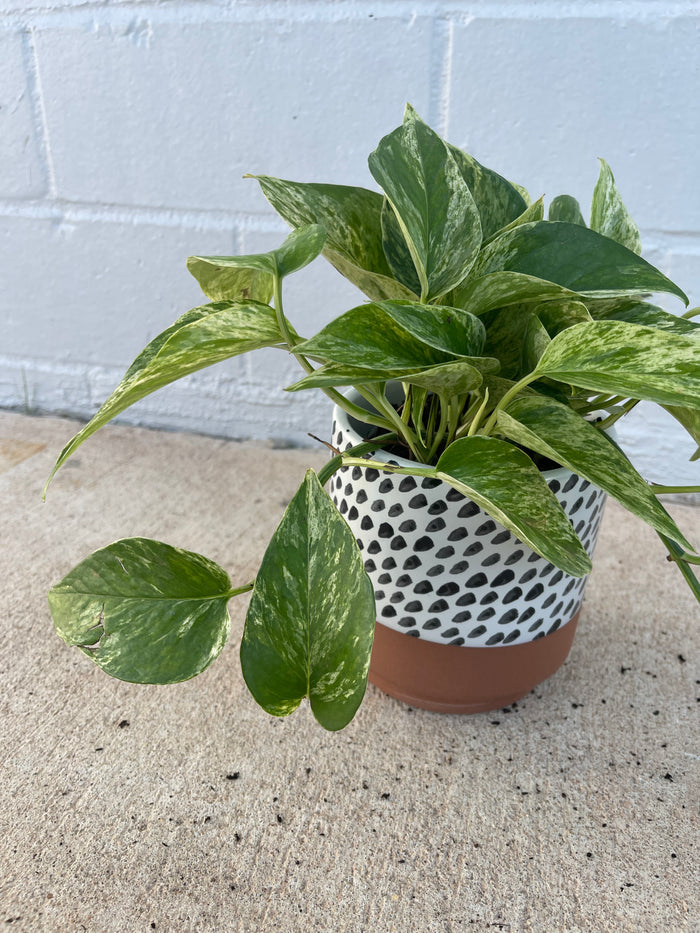 Marble Pothos in Brush Planter