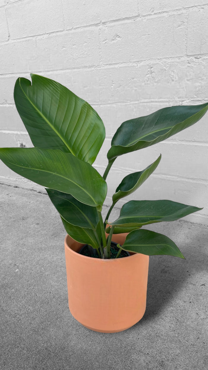 Bird of Paradise in Terra-cotta Panter