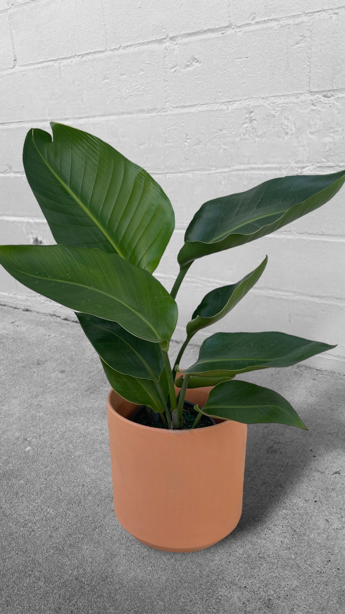 Bird of Paradise in Terra-cotta Panter