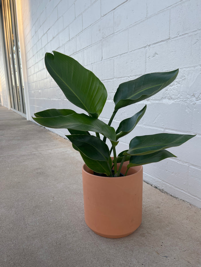 Bird of Paradise in Terra-cotta Panter