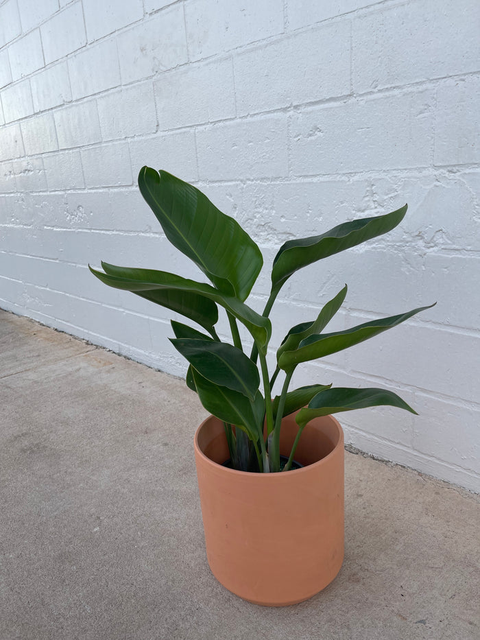 Bird of Paradise in Terra-cotta Panter