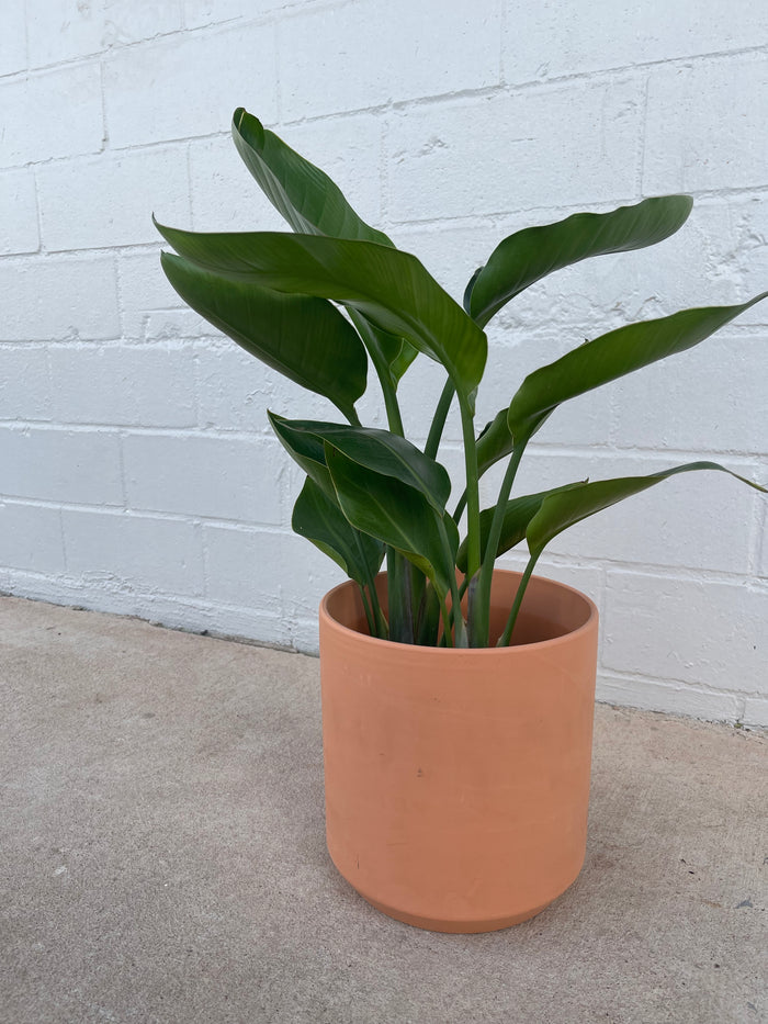 Bird of Paradise in Terra-cotta Panter
