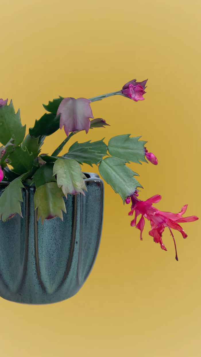 Christmas Cactus (buds-blooming) in Barton Springs Planter