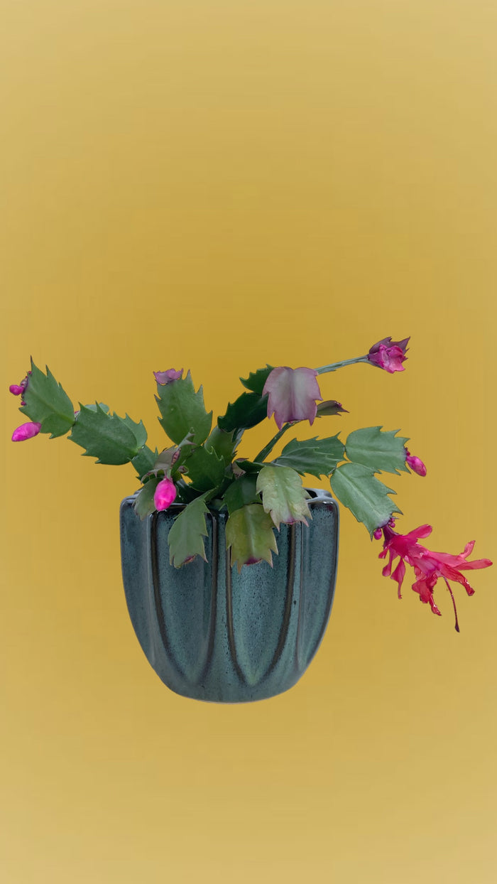 Christmas Cactus (buds-blooming) in Barton Springs Planter