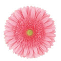 Gerber Blossom - 50 Stem Bunch Holex Dutch