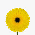 Gerber Don Leo - 50 Stem Bunch Holex Dutch