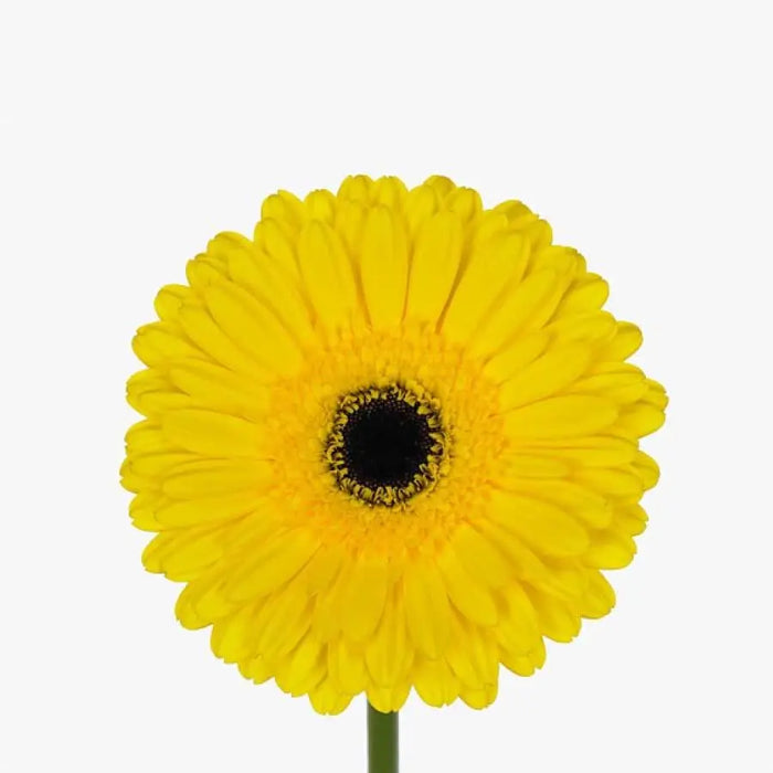 Gerber Don Leo - 50 Stem Bunch Holex Dutch