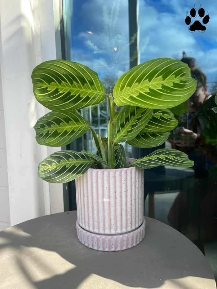 Lemon-Lime Prayer Plant In Lavender Planter W/ Drain Dish