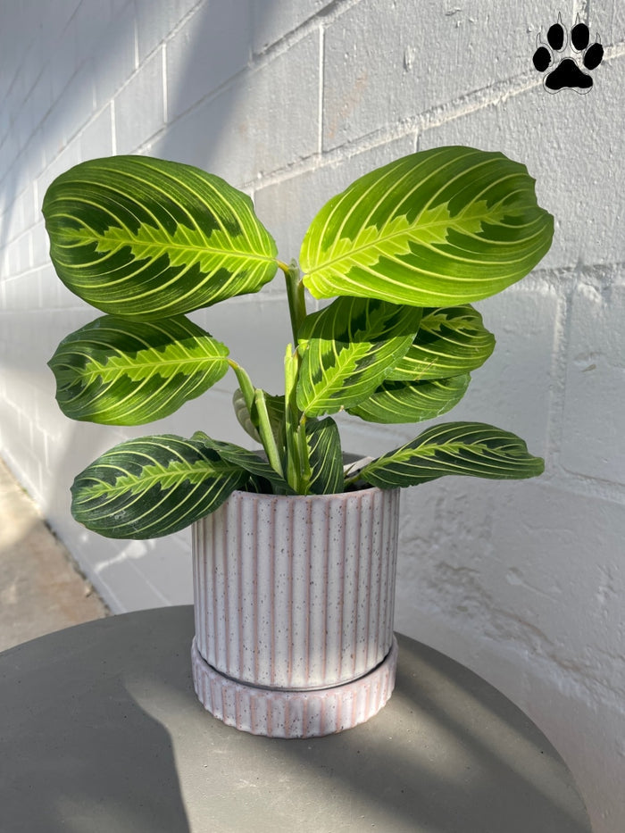 Lemon-Lime Prayer Plant In Lavender Planter W/ Drain Dish