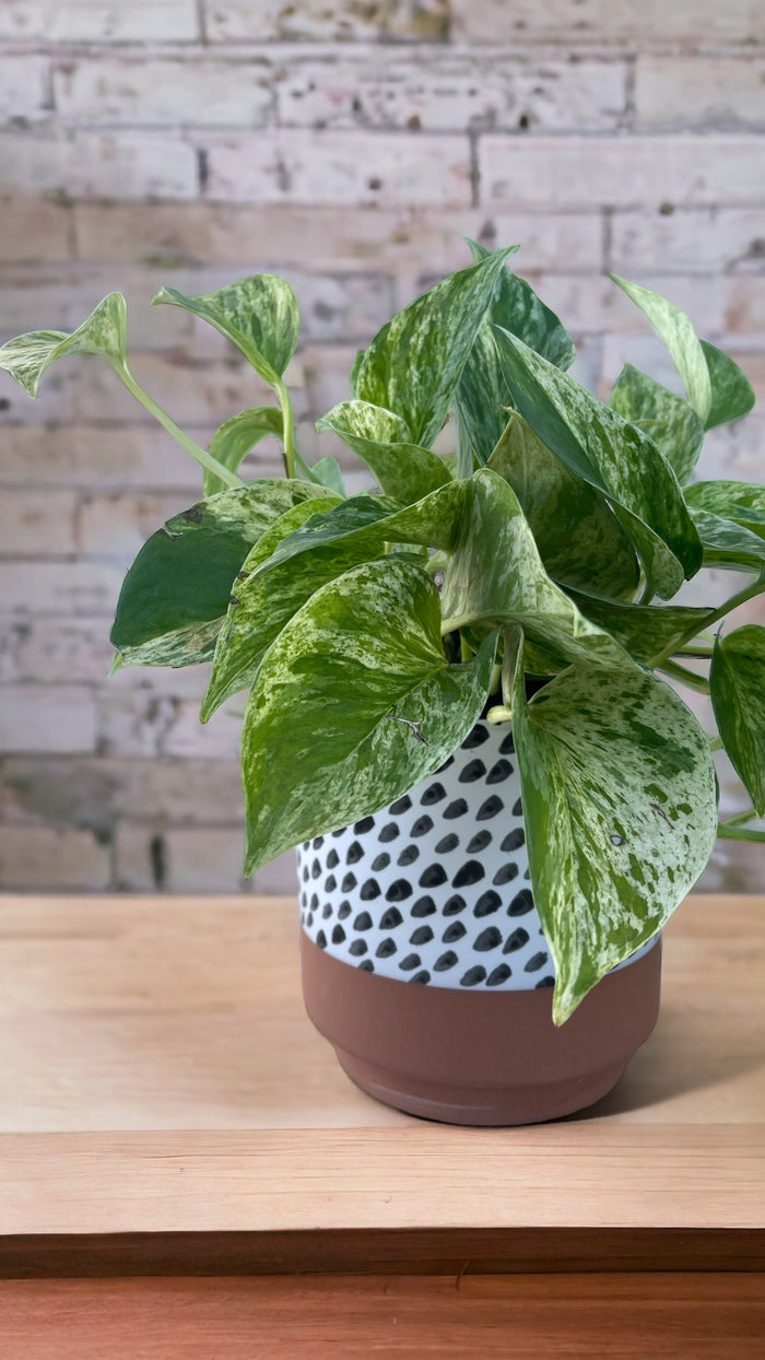 Marble Pothos in Brush Planter