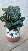 Peacock Calathea in the Polly Planter