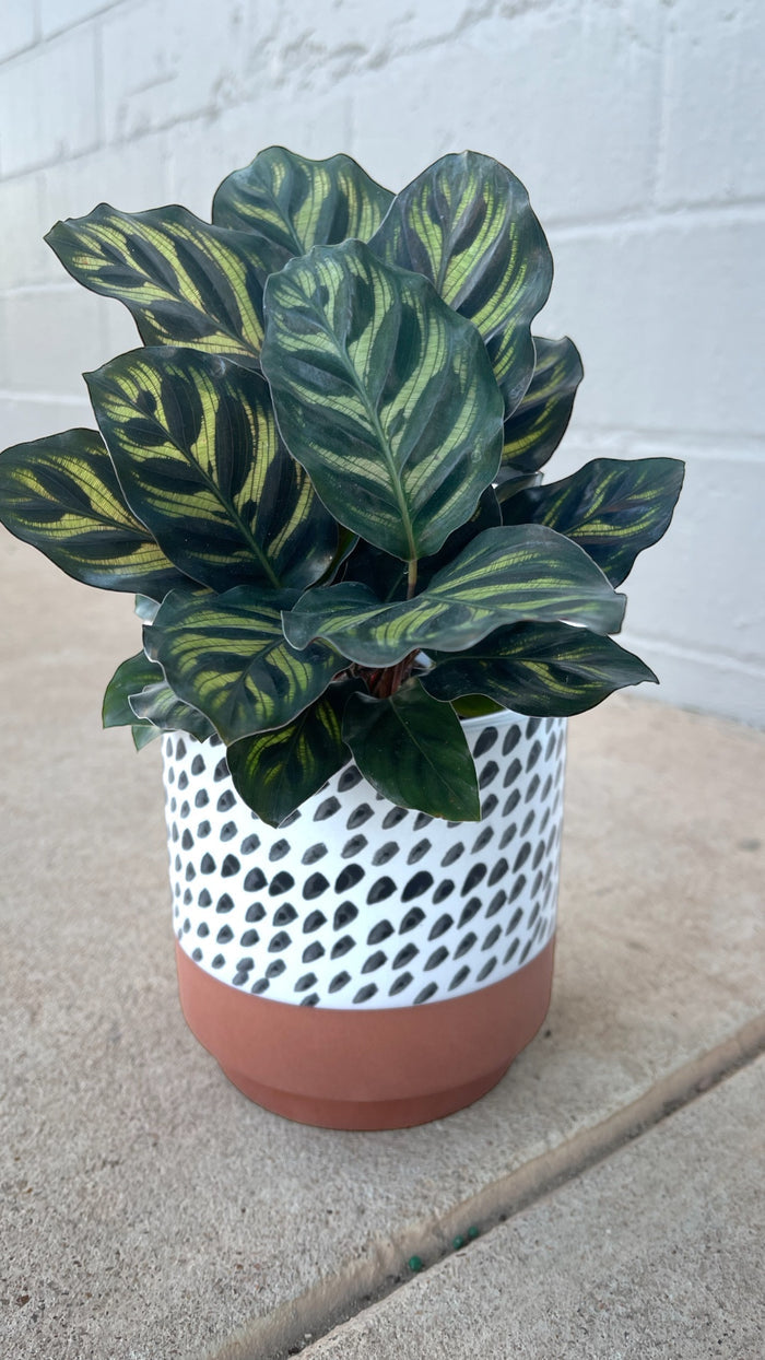 Peacock Calathea in the Polly Planter