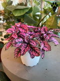 Pink Splash
