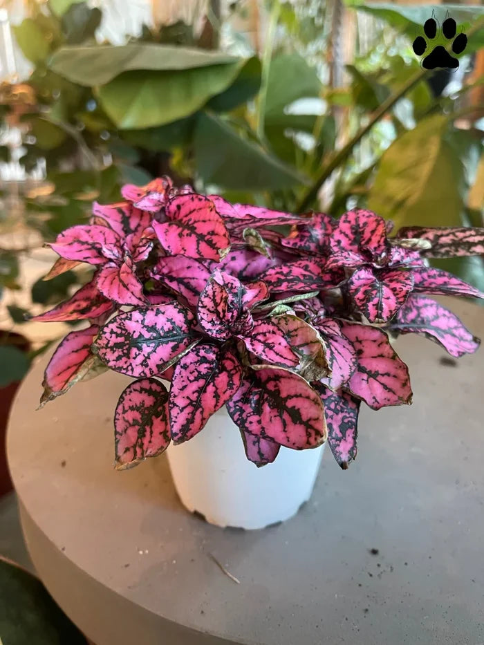 Pink Splash