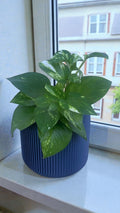 Pothos in Conifer Planter