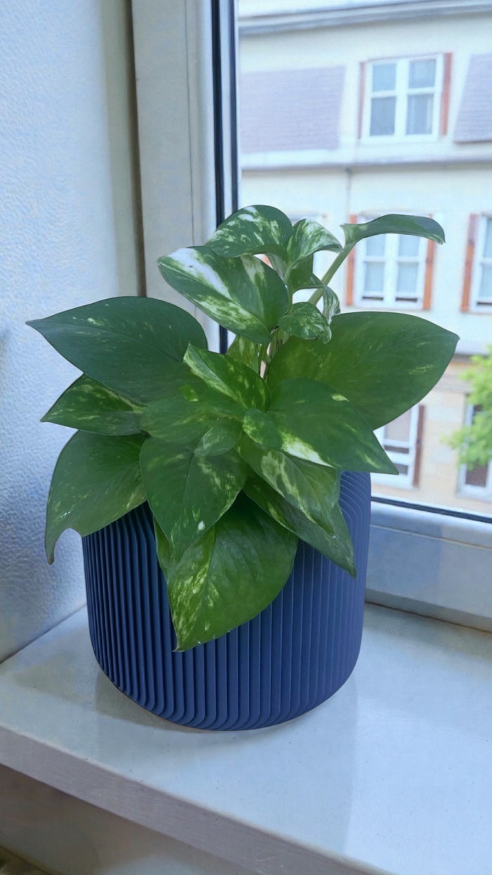 Pothos in Conifer Planter