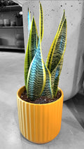 Snake Plant in Mustard Planter