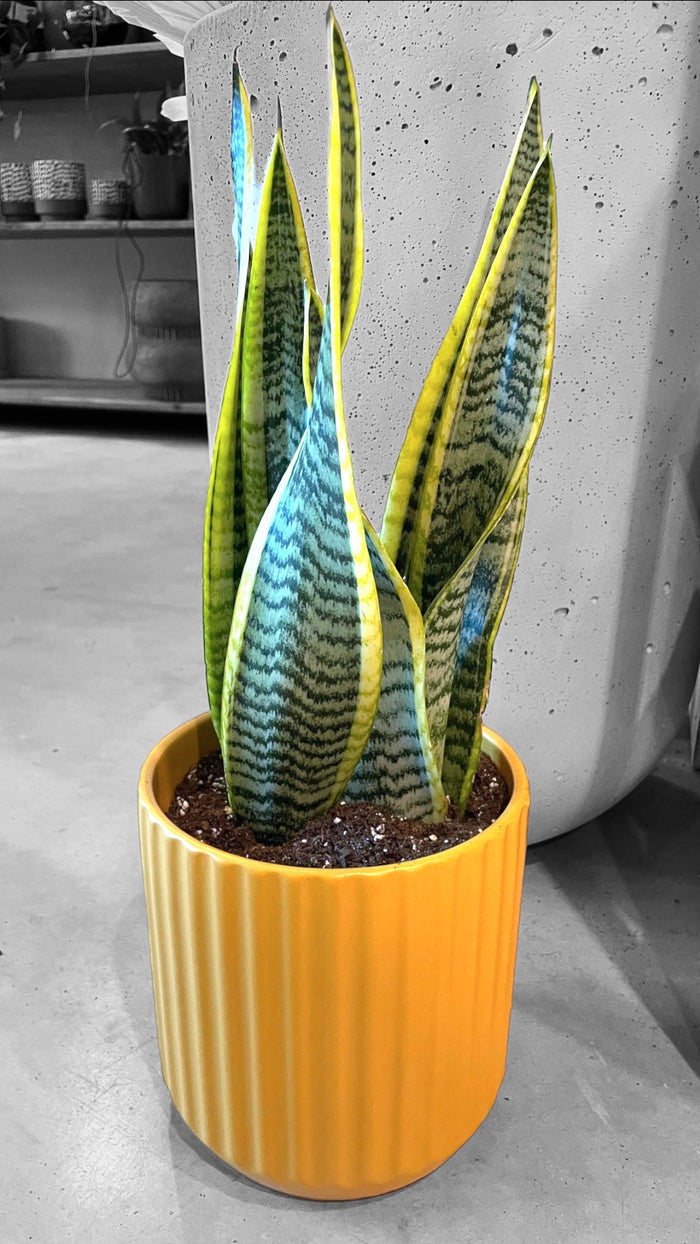 Snake Plant in Mustard Planter